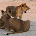 Pair of lions in the desert  screen for extension Chrome web store in OffiDocs Chromium