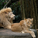 Pair of lions next to the rock  screen for extension Chrome web store in OffiDocs Chromium