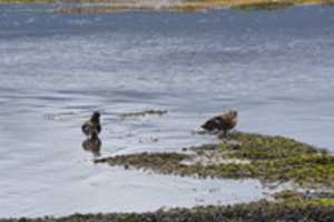 Free download Pair of Magellan geese free photo or picture to be edited with GIMP online image editor