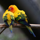 Pair of Parrots Sleeping on a Branch  screen for extension Chrome web store in OffiDocs Chromium