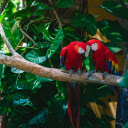 Pair of Red and White Parrots  screen for extension Chrome web store in OffiDocs Chromium