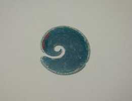 Free download Pair of Spiral-Shaped Earrings free photo or picture to be edited with GIMP online image editor