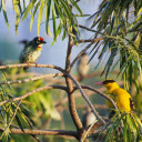 Pair of swans  screen for extension Chrome web store in OffiDocs Chromium