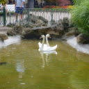 pair of swans in the park  screen for extension Chrome web store in OffiDocs Chromium
