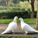 Pair of white pigeons  screen for extension Chrome web store in OffiDocs Chromium