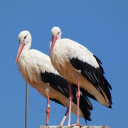 Pair of white storks with black wings  screen for extension Chrome web store in OffiDocs Chromium