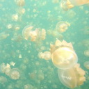 Palau HD  screen for extension Chrome web store in OffiDocs Chromium