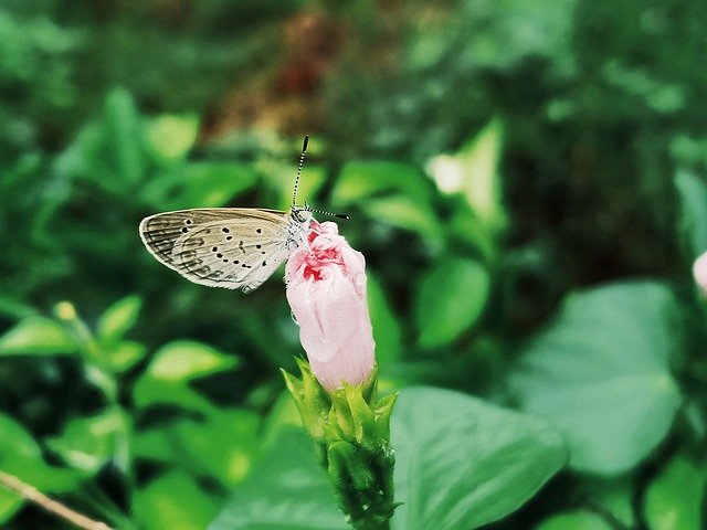 Free download Pale Grass Blue Butterfly -  free photo or picture to be edited with GIMP online image editor