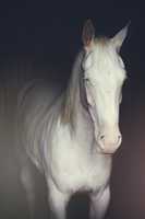 Free download Pale Horse free photo or picture to be edited with GIMP online image editor