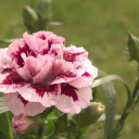 Pale pink flowers  screen for extension Chrome web store in OffiDocs Chromium