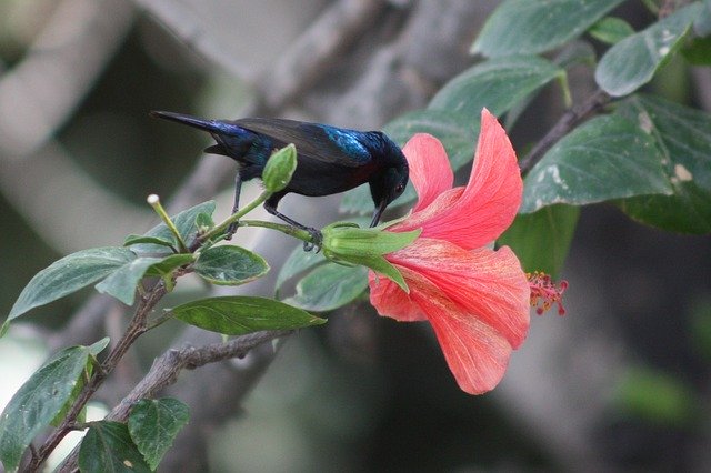 Free download Palestine Sunbird Birds Nature -  free photo or picture to be edited with GIMP online image editor