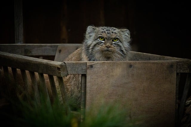 Free download pallas s cat cat feline manul free picture to be edited with GIMP free online image editor