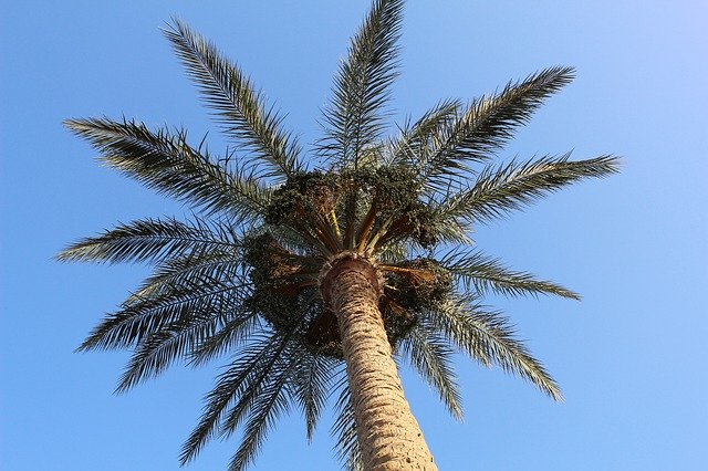 Gratis download Palma Sea Sky - gratis foto of afbeelding om te bewerken met GIMP online afbeeldingseditor