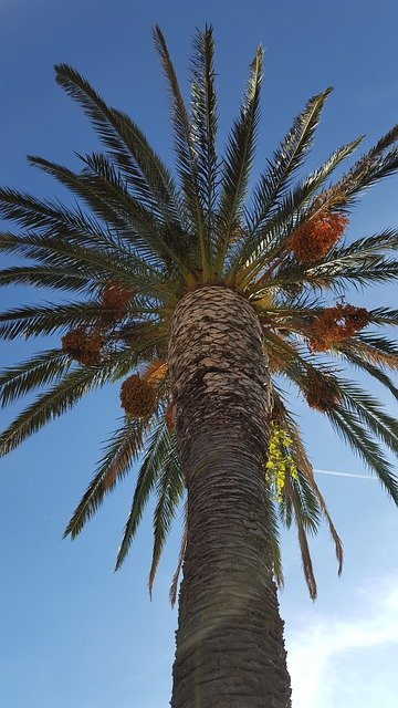 ດາວ​ໂຫຼດ​ຟຣີ Palma The Sky Blue - ຮູບ​ພາບ​ຟຣີ​ຫຼື​ຮູບ​ພາບ​ທີ່​ຈະ​ໄດ້​ຮັບ​ການ​ແກ້​ໄຂ​ກັບ GIMP ອອນ​ໄລ​ນ​໌​ບັນ​ນາ​ທິ​ການ​ຮູບ​ພາບ​