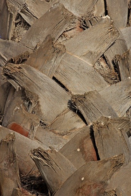 Free download Palm Bark Tree -  free photo or picture to be edited with GIMP online image editor