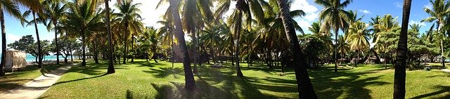 Unduh gratis Palm Beach - foto atau gambar gratis untuk diedit dengan editor gambar online GIMP