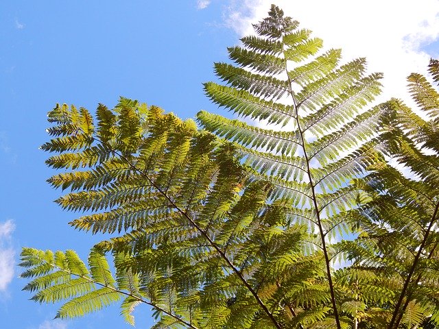 Free download Palm Branches Tropic -  free photo or picture to be edited with GIMP online image editor