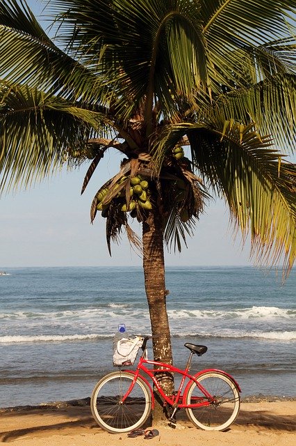 Gratis download Palm Cycling Beach - gratis foto of afbeelding om te bewerken met GIMP online afbeeldingseditor