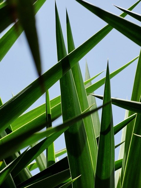 Descărcare gratuită Palm Leaf Crossed - fotografie sau imagine gratuită pentru a fi editată cu editorul de imagini online GIMP