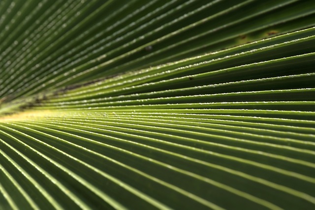 Free download palm leaf folded leaf free picture to be edited with GIMP free online image editor