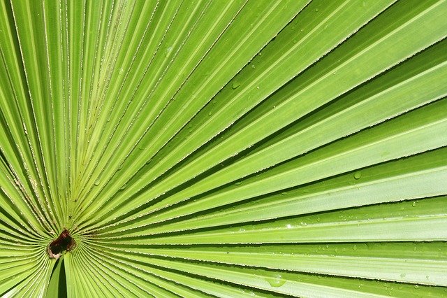 Free download Palm Leaf Foliage -  free photo or picture to be edited with GIMP online image editor