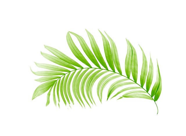 Free download Palm Leaf Leaves -  free illustration to be edited with GIMP free online image editor