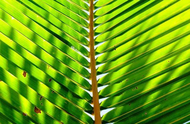 Descarga gratuita Palm Leaf Plant: foto o imagen gratuita para editar con el editor de imágenes en línea GIMP