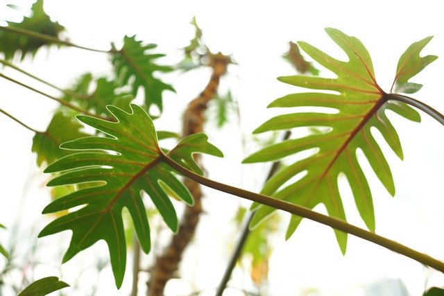 無料ダウンロードヤシの葉植物植物相春無料画像をGIMP無料オンライン画像エディタで編集する