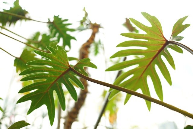 Libreng pag-download ng palm leaf plant flora spring libreng larawan na ie-edit gamit ang GIMP na libreng online na editor ng imahe