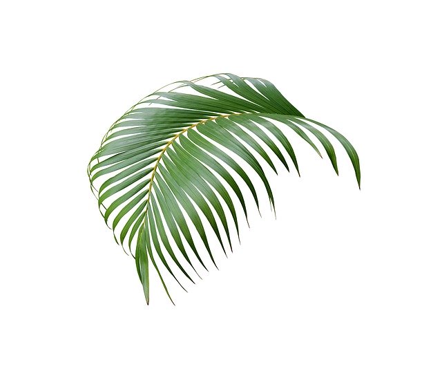 免费下载热带棕榈叶 - 使用 GIMP 免费在线图像编辑器编辑的免费插图