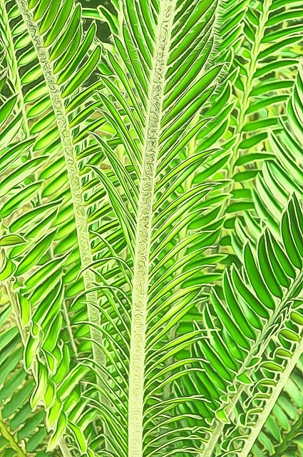Free download Palm Leaves Summer Nature -  free illustration to be edited with GIMP free online image editor