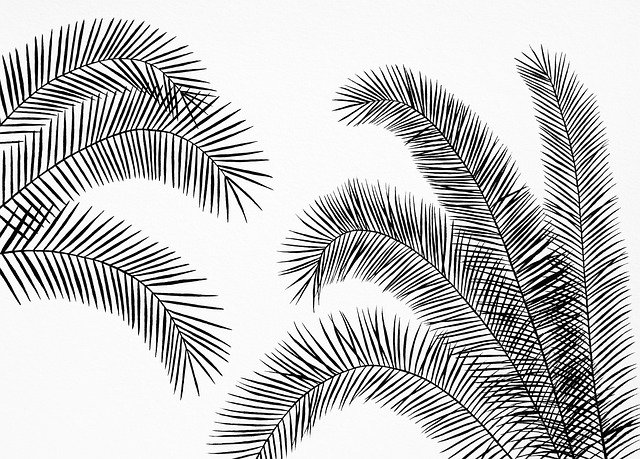 Free download Palm Leaves Tropical -  free photo or picture to be edited with GIMP online image editor