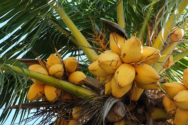 Free download Palm Nature Tropical -  free photo or picture to be edited with GIMP online image editor