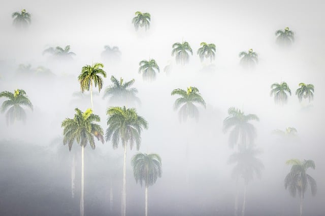 Free download palm royal weather mist fog foggy free picture to be edited with GIMP free online image editor