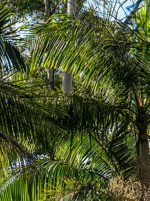 Free download Palms Bangalow Fronds Rain -  free photo or picture to be edited with GIMP online image editor