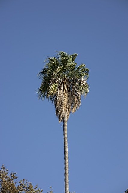 Template Photo Palm Tree Blue -  for OffiDocs