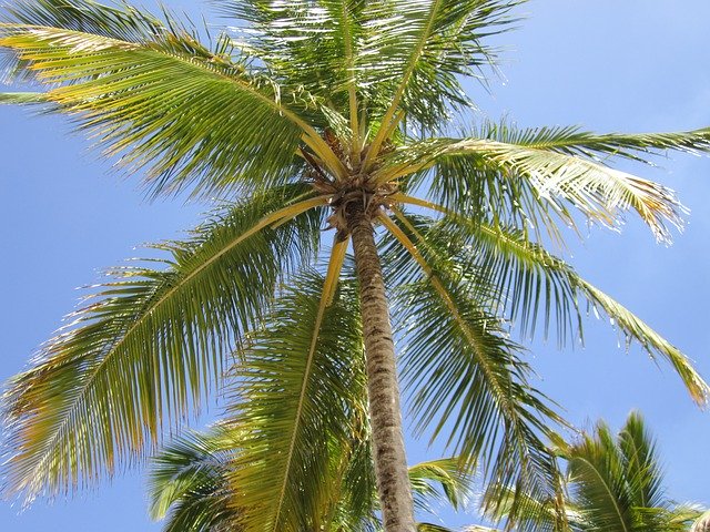 Free download Palm Tree Blue Beach -  free photo or picture to be edited with GIMP online image editor