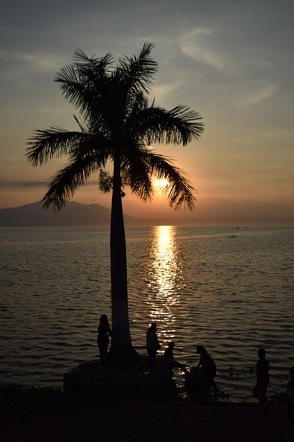Free download Palm Tree Lake Chapala -  free photo or picture to be edited with GIMP online image editor