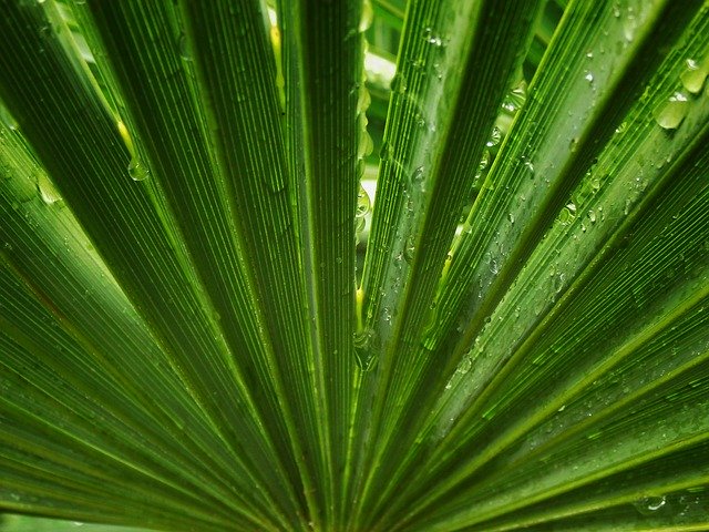 Muat turun percuma Palm Tree Leaf Symmetry - foto atau gambar percuma untuk diedit dengan editor imej dalam talian GIMP