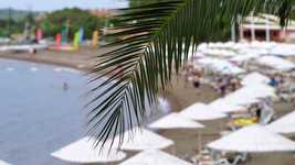 Free download Palm Tree Leaves -  free photo or picture to be edited with GIMP online image editor