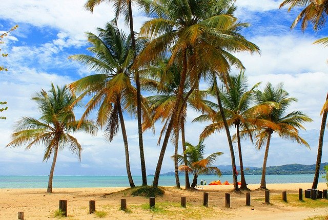 Descarga gratuita Palm Trees Beach Island - foto o imagen gratis y gratuita para editar con el editor de imágenes en línea GIMP