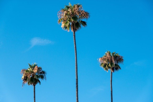 Descărcare gratuită Palm Trees Beach Sky - fotografie sau imagini gratuite pentru a fi editate cu editorul de imagini online GIMP