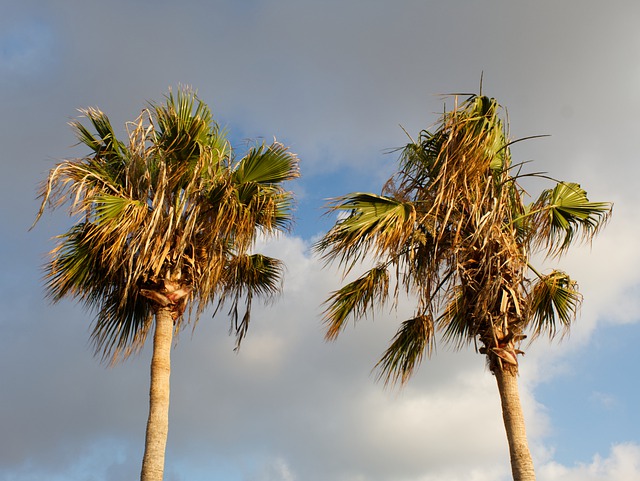 Free download palm trees cloudy dark dying free picture to be edited with GIMP free online image editor