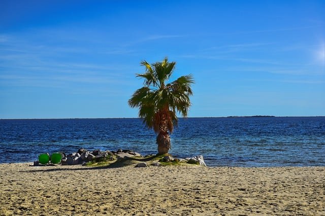 Free download palm tree sea beach sand sky free picture to be edited with GIMP free online image editor