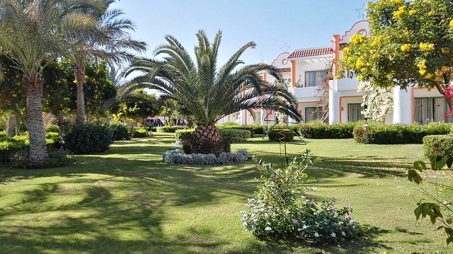 Free download Palm Trees Garden Nature -  free photo or picture to be edited with GIMP online image editor