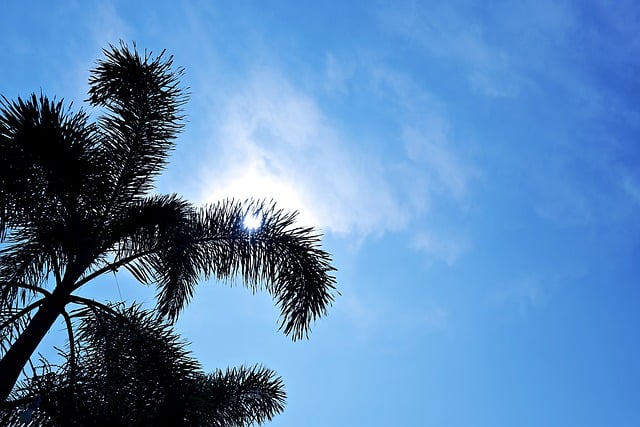 Free download palm tree sky silhouette sun shine free picture to be edited with GIMP free online image editor