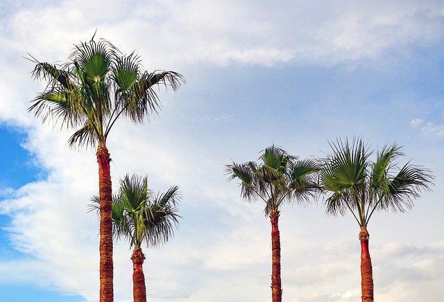 Free download palm trees nature tropical sky free picture to be edited with GIMP free online image editor