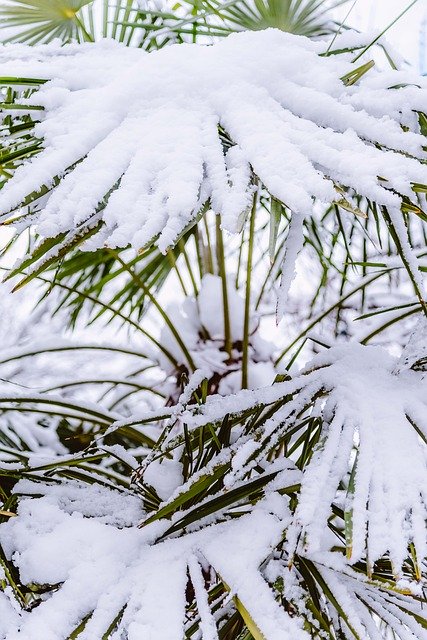 Gratis download Palm Tree Snow Covered - gratis foto of afbeelding om te bewerken met GIMP online afbeeldingseditor