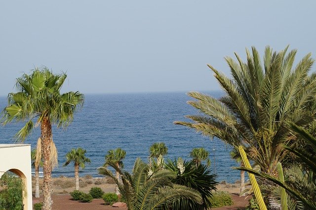 Free download Palm Trees Sea Summer -  free photo or picture to be edited with GIMP online image editor