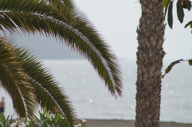 Free download Palm Trees Sea Vacations -  free photo or picture to be edited with GIMP online image editor